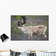 A deer in Denali National Park Wall Mural