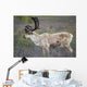 A deer in Denali National Park Wall Mural