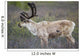A deer in Denali National Park Wall Mural