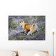 A fox in Denali National Park Wall Mural
