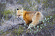 A fox in Denali National Park Wall Mural