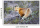 A fox in Denali National Park Wall Mural
