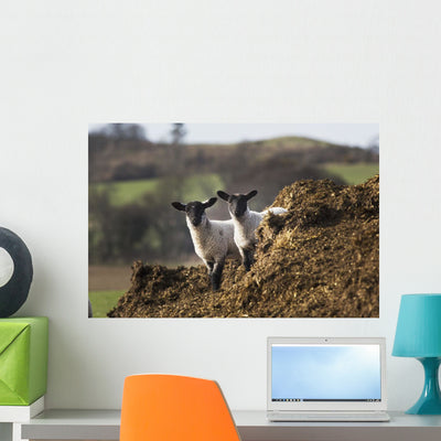 Two Sheep Standing Together Wall Mural shown on a wall
