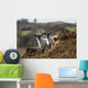 Two sheep standing together looking at the camera Wall Mural