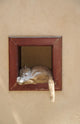 Cat in a Window Wall Mural