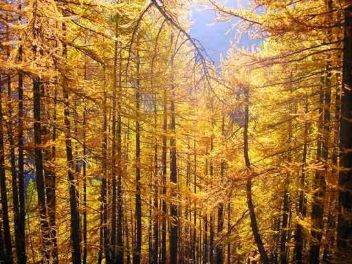 Larch Forest Wall Decal
