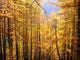 Larch Forest Wall Decal