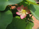 Fiore Tropicale Wall Mural
