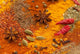 Spices