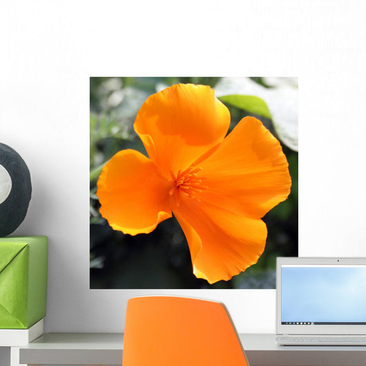 Amapola California-eschscholzia Californica Wall Decal