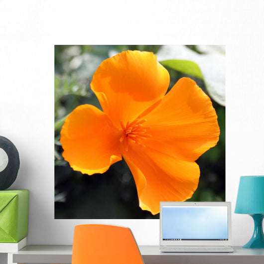 Amapola California-eschscholzia Californica Wall Decal