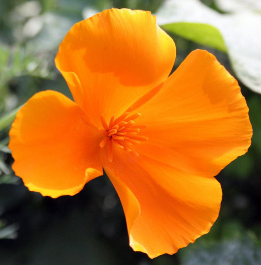 Amapola California-eschscholzia Californica Wall Decal