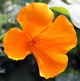 Amapola California-eschscholzia Californica Wall Decal