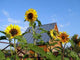 Summer Residence and Sunflowers Wall Decal