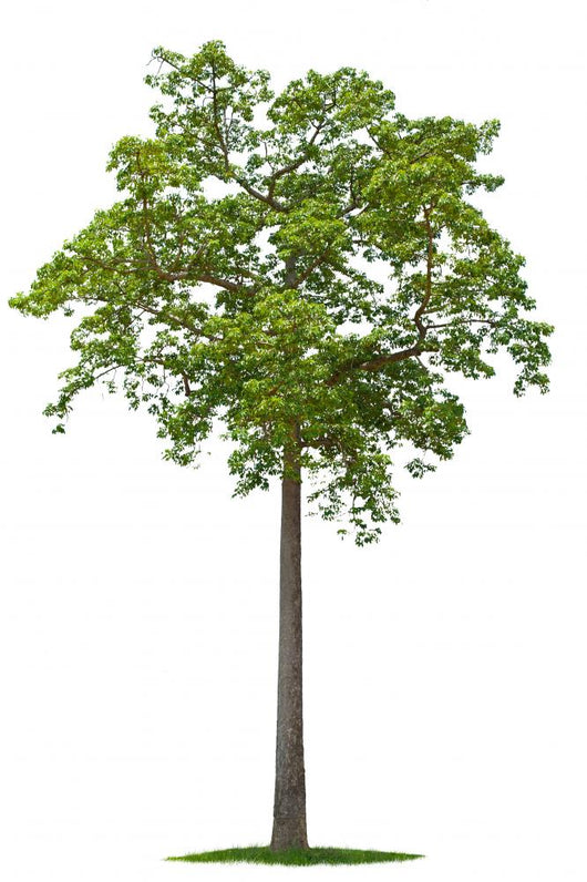 Tree Wall Decal Design 1