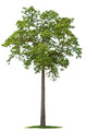 Tree Wall Decal Design 1