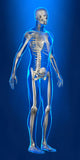 X-ray Human Body with