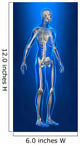 X-ray Human Body with