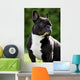 French Bulldog Wall Mural