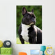 French Bulldog Wall Mural