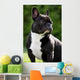 French Bulldog Wall Mural