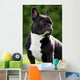 French Bulldog Wall Mural
