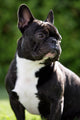 French Bulldog Wall Mural
