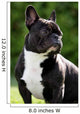French Bulldog Wall Mural