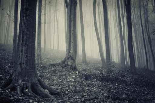 Old Forest with Fog Wall Decal