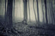 Old Forest with Fog Wall Decal