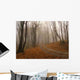 Fog Colorful Forest Autumn Wall Decal