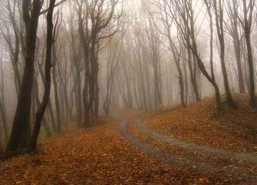 Fog Colorful Forest Autumn Wall Decal