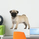Pug Puppy Wall Decal