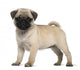 Pug Puppy Wall Decal