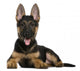 German Shepherd Puppy Wall Decal