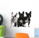 French Bulldogs, 11 months old, 3 and 6 years old Wall Decal