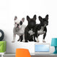 French Bulldogs, 11 months old, 3 and 6 years old Wall Decal