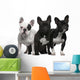 French Bulldogs, 11 months old, 3 and 6 years old Wall Decal
