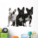 French Bulldogs, 11 months old, 3 and 6 years old Wall Decal