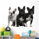 French Bulldogs, 11 months old, 3 and 6 years old Wall Decal