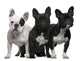 French Bulldogs, 11 months old, 3 and 6 years old Wall Decal