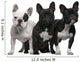 French Bulldogs, 11 months old, 3 and 6 years old Wall Decal