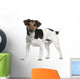 Jack Russell Terrier 3 Years Old Standing Wall Decal
