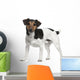 Jack Russell Terrier 3 Years Old Standing Wall Decal