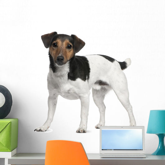 Jack Russell Terrier 3 Years Old Standing Wall Decal