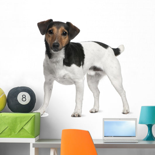 Jack Russell Terrier 3 Years Old Standing Wall Decal