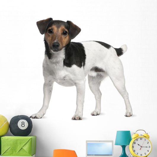 Jack Russell Terrier 3 Years Old Standing Wall Decal