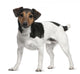 Jack Russell Terrier 3 Years Old Standing Wall Decal