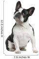 French Bulldog 3 Years Wall Decal