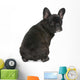 French Bulldog Puppy 4 Wall Decal